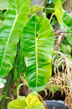 Paraiso Verde ou Philodendron paraiso verde ou paradis verdoyant ou Philodendron paraiso ou Philodendron burle marxii ou ARACEAE et goutte de pluie ou goutte de pluie