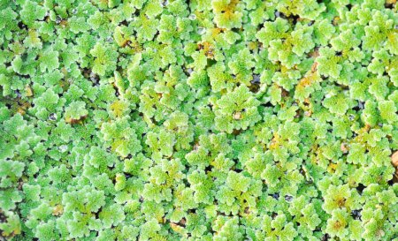 Mosquito fern, Water fern,Azolla or Water Fern or Water Velvet or Azolla pinnata R Br or Azollaceae plant in the water