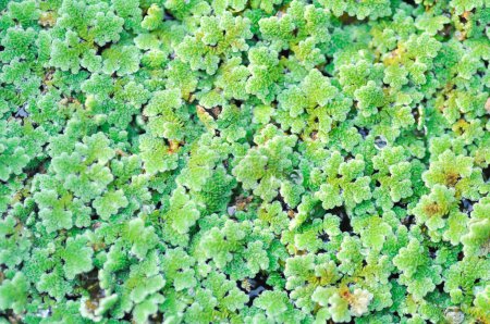Mosquito fern, Water fern,Azolla or Water Fern or Water Velvet or Azolla pinnata R Br or Azollaceae plant in the water