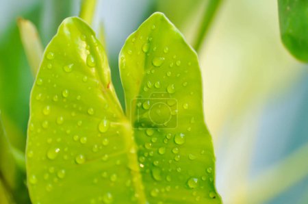 Philodendron burle marxii, Philodendron o ARACEAE y gotas de lluvia o gotas de lluvia