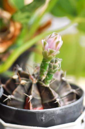 Gymnocalycium ,Gymnocalycium mihanovichii or gymnocalycium mihanovichii variegated with flower or cactus flower or pink flower