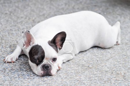 Hund oder französische Bulldogge oder junger Hund, schlafende französische Bulldogge auf dem Boden