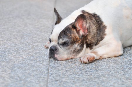 Hund oder französische Bulldogge oder alter Hund, schlafende französische Bulldogge auf dem Boden