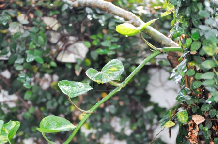 Devils Ivy, Golden Pothos o Hunters Robe o Epipremnum aureum o Araceae y gotas de lluvia o gotas de lluvia