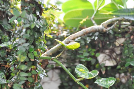 Devils Ivy, Golden Pothos or Hunters Robe or Epipremnum aureum or Araceae and rain droplet or rain drop on the temple tree