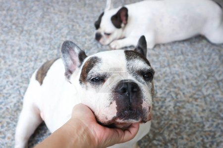groping a dog, sleepy French bulldog or French bulldog or two dogs at home