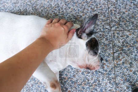 groping a dog, sleepy French bulldog or French bulldog or old dog on the floor