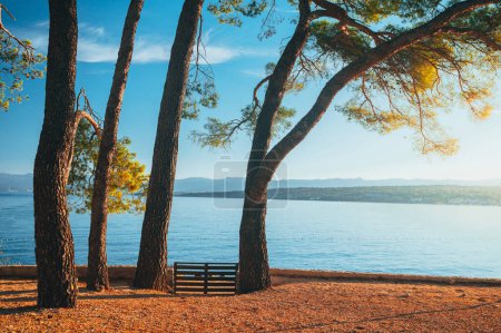 Téléchargez les photos : Grand pin sur banc par immersion mer bleue bénéficiant d'une belle lumière du coucher du soleil à Brela, région de Makarska, Dalmatie, Croatie. - en image libre de droit