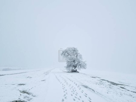 Téléchargez les photos : Solitary tree stands tall in a serene winter wonderland, surrounded by a blanket of snow - en image libre de droit