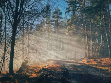 Photo for Golden rays of light shining through the autumn forest, creating a picturesque and serene atmosphere - Royalty Free Image