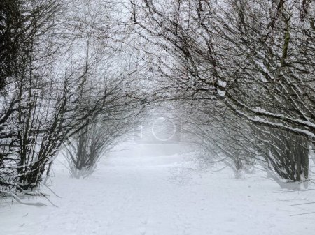 Foto de Artistic image of snowy landscape, trees and white snow. Double exposure photo - Imagen libre de derechos