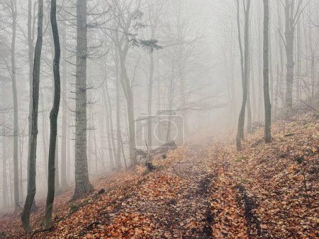 Téléchargez les photos : A serene and peaceful winter walk through the misty forest, surrounded by tall trees and a blanket of fog - en image libre de droit