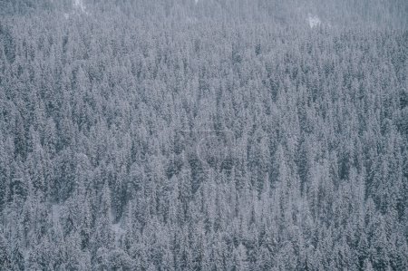 Foto de A winter wonderland hidden in the midst of a snowy forest, shrouded in a mystical white mist. The trees stand tall and proud, covered in a blanket of snow, creating a serene and peaceful scene. - Imagen libre de derechos
