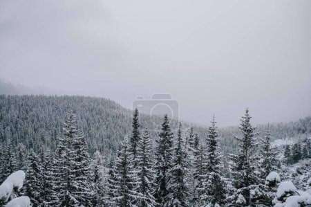 Photo for The High Tatras are transformed into a winter wonderland, with a tree resembling a festive Christmas tree in the center of the picture. - Royalty Free Image