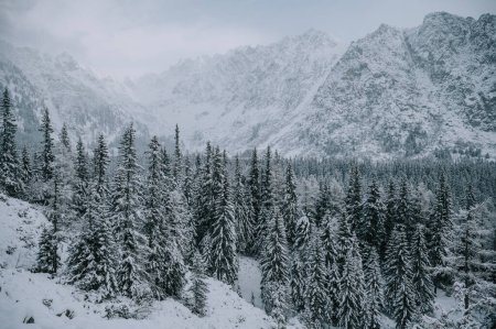 Photo for Winter Wonderland in the High Tatras. Winter wonderland in the mountains, snow-covered trees glisten in the white light - Royalty Free Image