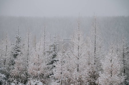 Téléchargez les photos : A serene winter landscape, tall trees blanketed in snow - en image libre de droit