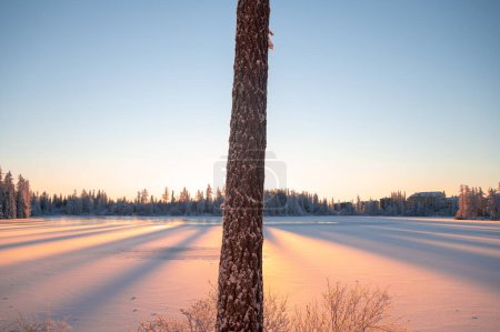 Foto de Alone tree in winter landscape. Colorful morning sunrise scenery in background - Imagen libre de derechos