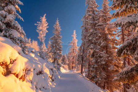 Foto de A picturesque scene of winter tranquility, as the sun casts its rays on a forest of majestic conifers. - Imagen libre de derechos