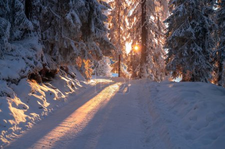 Téléchargez les photos : Golden light of the rising sun illuminating a winter wonderland of evergreen trees in the forest. - en image libre de droit