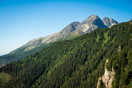 Téléchargez les photos : High Tatras Nature : Capturez le contraste à couper le souffle des forêts de pins verdoyants dans le contexte accidenté des High Tatras, une symphonie de vert sous les sommets imposants - en image libre de droit