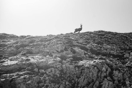 Photo for Tatra chamois thrive on the emerald slopes of this unspoiled mountain landscape. Black and White photo - Royalty Free Image