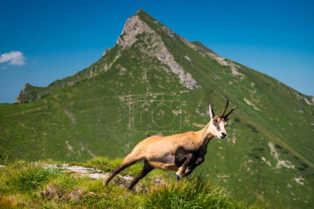 Photo for A Tatra chamois gracefully leaps across the vibrant green meadow, with the iconic Havran peak in the Belianske Tatras rising majestically in the background - Royalty Free Image