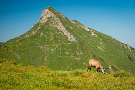 Foto de En el corazón de los Belianske Tatras, los Tatra Chamois encuentran su santuario, enmarcado por una pintoresca cresta verde y una infinita extensión de prados. - Imagen libre de derechos