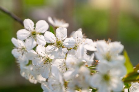 Foto de Una flor de primavera: flor de cerezo en el abrazo de la puesta del sol - Imagen libre de derechos