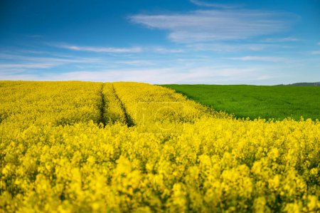 Téléchargez les photos : Palette de la nature : Splendeur printanière avec champs de colza et de blé - en image libre de droit