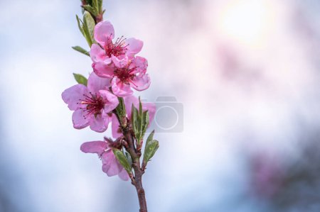 Foto de Floraciones etéreas de primavera: la captura de flores de cerezo en el esplendor rosa - Imagen libre de derechos