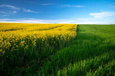 Téléchargez les photos : Symphonie du printemps : champs de colza et de blé débordant de vie - en image libre de droit