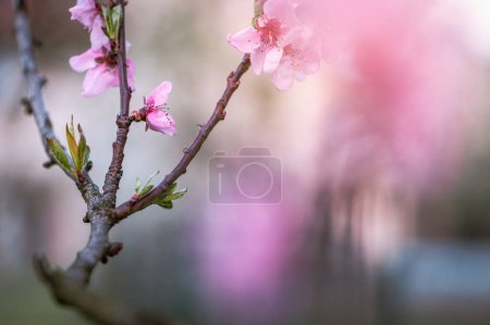 Foto de Extravagancia de flores de cerezo: pétalos rosados bajo el hechizo de primavera - Imagen libre de derechos