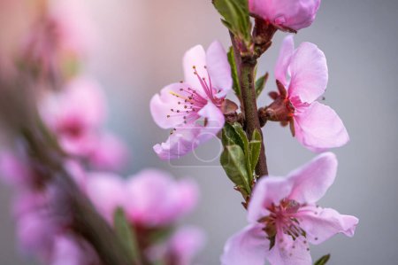 Foto de Abrazo tierno de primavera: La belleza floreciente de las flores rosadas - Imagen libre de derechos