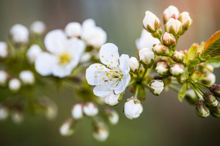 Téléchargez les photos : Sérénade des fleurs de cerisier au coucher du soleil : Danse florale printanière - en image libre de droit