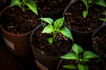 Photo for Nurturing Growth: Tender Shoots and Petite Tomatoes Await Your Home Garden. Nurturing Nature: Preparing Potted Transplants for a Spring Garden - Royalty Free Image