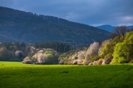 Téléchargez les photos : Floral Splendor : Enchanteur paysage de village de printemps - en image libre de droit