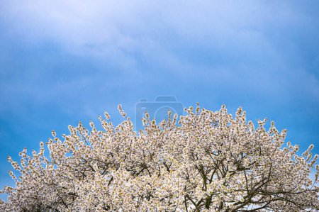 Foto de In Full Bloom: A Majestic Cherry Tree Bedecked in White Blossoms (en inglés). cielo azul para editar el espacio - Imagen libre de derechos