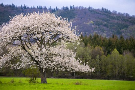 Téléchargez les photos : Rêves de fleurs de cerisier : Faire place à la sérénité du printemps - en image libre de droit