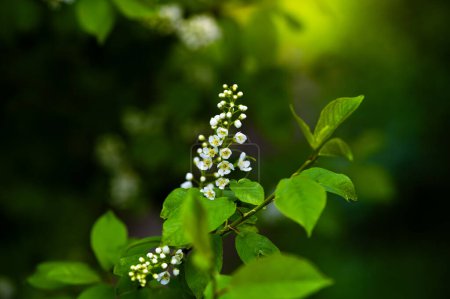 Foto de Armonía de la naturaleza: Flor vibrante de primavera contra un exuberante telón de fondo verde - Imagen libre de derechos