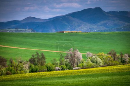 Téléchargez les photos : Champs d'épandage printanier : champs de colza et de blé fleurissant sous un ciel bleu clair dans un paysage agricole rural - en image libre de droit