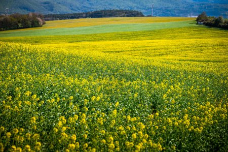 Téléchargez les photos : Extravagance florale : les champs de colza et de blé regorgent de fleurs de printemps dans un paysage agricole rural - en image libre de droit