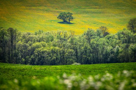 Téléchargez les photos : Une floraison printanière : les champs de colza et de blé fleurissent de couleur dans un paysage agricole rural - en image libre de droit