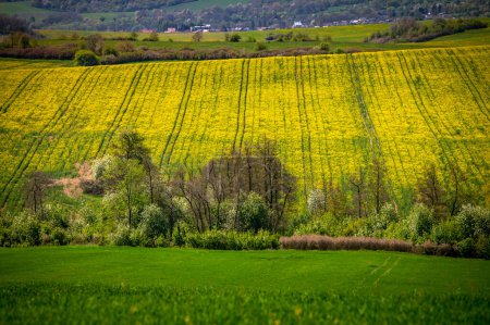 Photo for Rural Serenity: Spring Blossoms in the Agricultural Landscape. A Flourish of Spring: Rapeseed and Wheat Fields Blossoming with Flowers under the Vast Blue Skies of a Rural Agricultural Landscape - Royalty Free Image