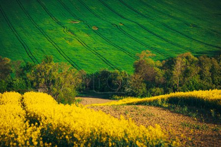 Téléchargez les photos : Splendeur agricole : Champs de fleurs en fleurs au printemps - en image libre de droit