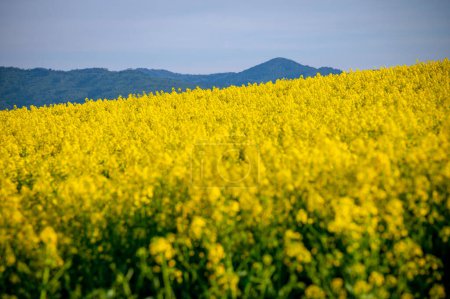 Téléchargez les photos : Palette de la nature : Fleurs printanières dans les champs ruraux - en image libre de droit