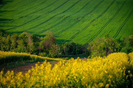 Téléchargez les photos : Symphonie de printemps : Champs de colza jaune et de blé vert - en image libre de droit