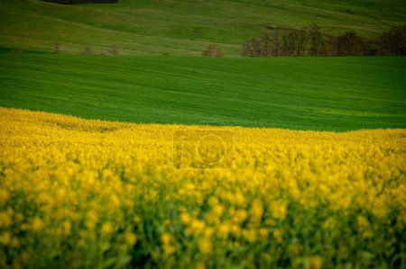 Téléchargez les photos : Palette de la nature Champs de colza et de blé sous un ciel printanier Beau paysage agricole - en image libre de droit
