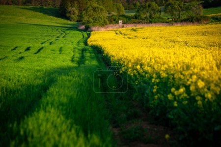 Téléchargez les photos : Champs de fleurs de printemps Colza et blé en pleine floraison Beau paysage agricole - en image libre de droit
