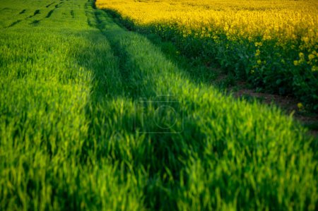 Photo for Golden Rapeseed and Verdant Wheat Fields in Springtime  Beautiful Agricultural Landscape - Royalty Free Image