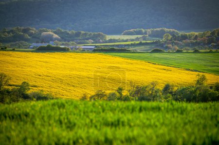 Téléchargez les photos : Une superbe floraison de printemps au milieu des champs de colza jaune et de blé vert - en image libre de droit